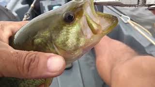 Black Bass Fishing in Arpia RS - Brazil screenshot 4