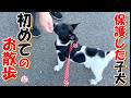 【捨て犬 子犬 保護】初めてのお散歩+おまけコーナー