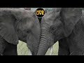 safariLIVE - Sunrise Safari - July 04, 2019