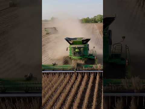 John Deere Bean