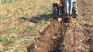 La raccolta delle patate della famiglia Pompei