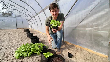 Kolik rostlin salátu mohu vypěstovat v pětilitrovém kbelíku?