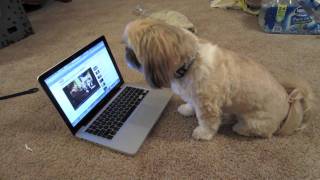 Badger the Shih tzu, Singing