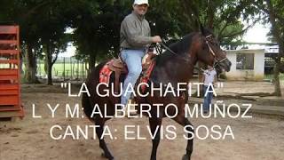 Video voorbeeld van "ELVIS SOSA - "LA GUACHAFITA" DE ALBERTO MUÑÓZ"