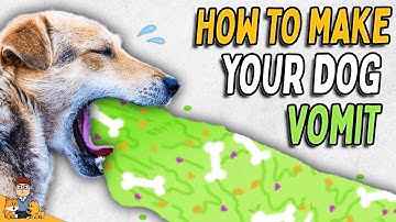 How to SAFELY make your dog vomit at home (and when not to!)