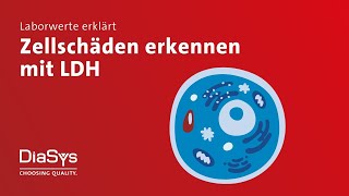 Laborwerte erklärt Folge 6: LDH