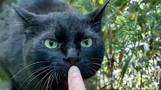 ちぅちぅ猫村の毎日 - 令和5年5月9日 - 猫家療養中のらぉとぅ - しゃおへぃ登場