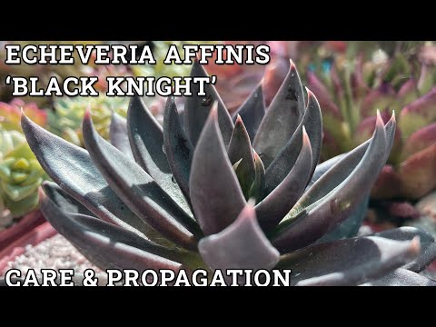 וִידֵאוֹ: What Is A Black Knight Plant: Learn About Black Knight Echeveria Care