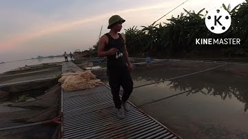 Câu cá chày khi cho cá lồng ăn cực hiệu quả (10 phút hai em)#caucasong#sông thái bình