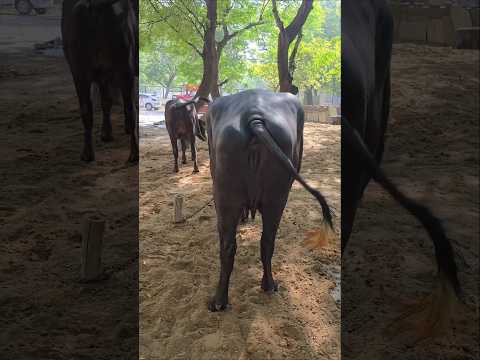 # मुर्रा # kohinoorbull # bajrangi lajwana # kohinoor bull