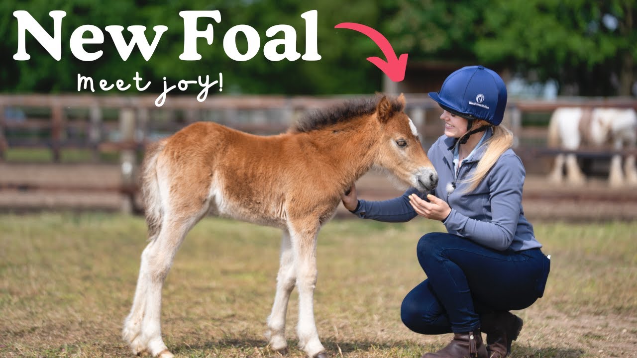 Новый жеребёнок! Встречайте Джой! Это Эсме