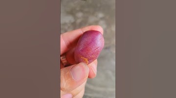 Ruby Yên Bái thô 213ct khối lớn thịt đẹp #love #beach #edm #gem #ruby