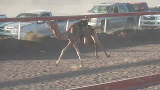 ميدان صحار ٢٠٢١ ٢ ٢٧م ش٥ ضجة ل نهيل سالم محمد المقبالي م غدير محمد المقبالي٠٢ ١٣ فطامين مشتركات