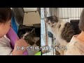 トイレしたいけど娘が去るのを待つ兄猫と気にしないで用をたす弟猫