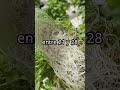 🌿 El cilantro NO tarda 40 días — y la mayoría lo está cultivando mal | 21 días en hidroponía