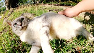 アザラシ猫が坂の上からノシノシと歩いてきて無防備なポーズで甘えてくる