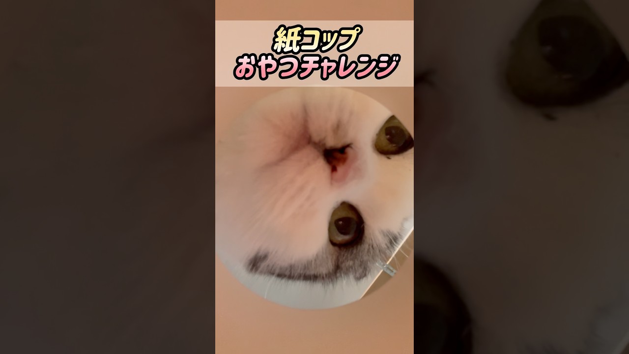 紙コップおやつチャレンジ!