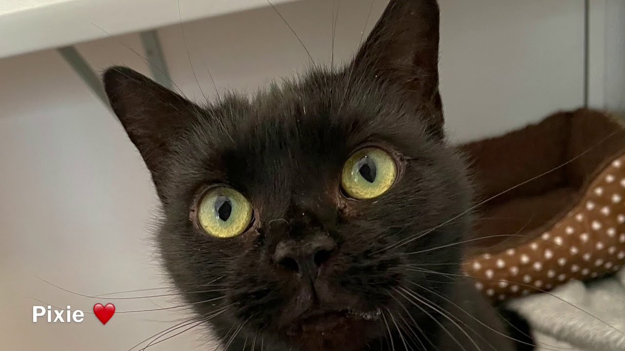 Cats Protection Gildersome: Meet Pixie - YouTube
