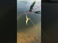tips and tricks for catching shrimp💡 #traditional #nature #rareskills #reelsviral #fyp #trending