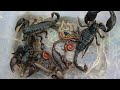 Hunting insects,Scorpions,Millipedes,Snakes,Geckos under the palm tree#insects #animal #pets #gecko