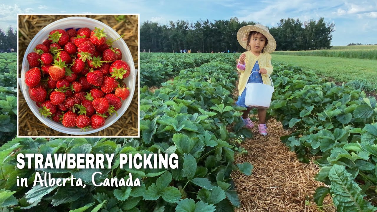 STRAWBERRY PICKING IN CANADA Stevens Strawberries in Westaskiwin, Alberta Our Visit YouTube