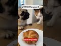 The disrespect is absolutely unreal... 💀💯 #funny #memes #animals #cat #ai