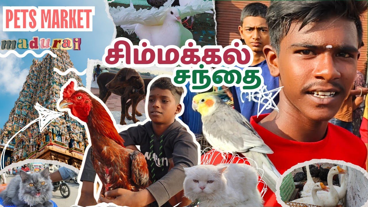 மதுரை சிம்மக்கல் சந்தை Madurai pets market #pets #petsmarket #market #cat #dog #dove #duck #birds