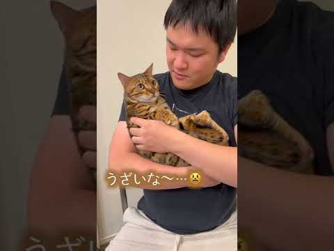 猫に怒られたから顔で威嚇し返してみた #shorts