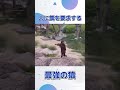 動物園に現れた最強の外国のサル #shorts #閃光のハサウェイ