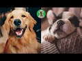  funniest dogcompilation  petlovers ph