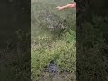 TOP videos fishing