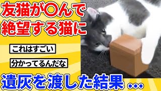 【2ch動物スレ】12年間、一緒にいた親友猫が天国に行ったと気付いたヌコ→遺灰を渡した結果...