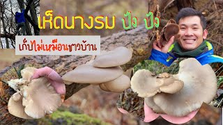 🍄เก็บเห็ดนางรมปัง ปัง สวยๆ ทั้งปีน ทั้งสอย👍😲ไม่น่าเชื่อจะมีเห็ดในเดือนนี้ | เก็บเห็ดหน้าหนาว