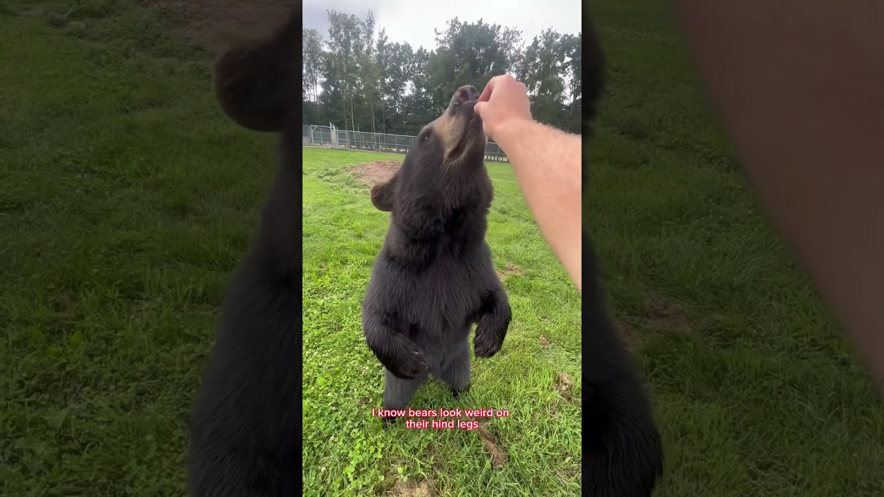 These bears ARE 100% real! 