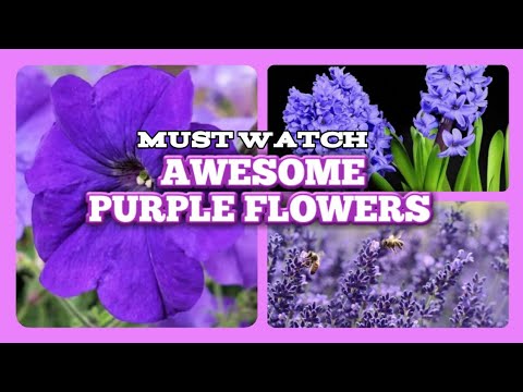 Video: Plants With Blue And Purple Flowers