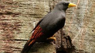 Download Langsung nyaut!!! Masteran Burung Jalak Rio super efektif bikin Burung Jalak Rio gacor dan ngeplon Mp3 Download Langsung nyaut!!! Masteran Burung Jalak Rio super efektif bikin Burung Jalak Rio gacor dan ngeplon Mp3