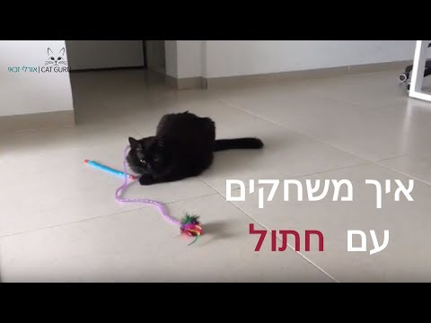 וִידֵאוֹ: איך לשחק חתול ועכבר