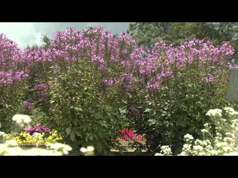 Video: Growing Cleomes: Sajenje Cleome Spider Flower na vašem vrtu