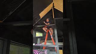 Dream Chicken Coop Update #11