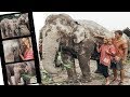 Playing With Elephants in Thailand // Elephant Jungle Sanctuary Chaing Mai