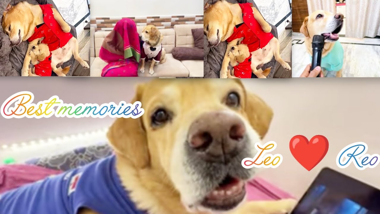 लियो की आखरी यादें 🥺😞Best memories Leo ❤️ reo 
