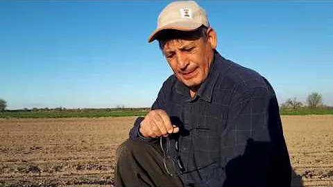Сорняки на сахарной свекле.  Борьба с сорняками