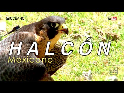 Halcón Mexicano, Documental de caza por altanería con grandes cetreros mexicanos.