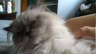 Silly Teacup Himalayan and his Crazy Tongue by RonetteTaylor 1,460 views 14 years ago 1 minute, 40 seconds