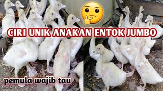 CIRI UNIK ANAKAN ENTOK JUMBO