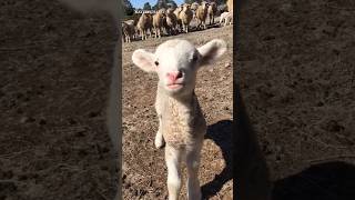 Cute Animal Sounds ....