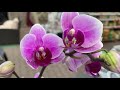 Распродажа орхидей  от 204 руб в Оби. Королевский микс, Цимбидиумы, камбрии ..