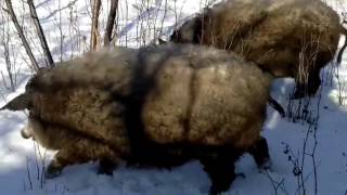 Свиньи породы венгерская мангалица зимой 2017 года Свиньи породы венгерская мангалица зимой 2017 года