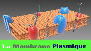 Différence entre la membrane cellulaire et la membrane plasmique