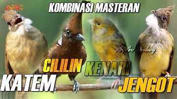 MASTERAN CUCAK JENGGOT - CILILIN - KAPAS TEMBAK - KENARI